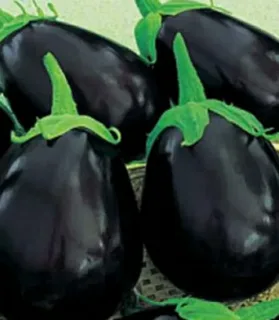 خرید بادمجان دلمه ای شیرین + بهترین قیمت